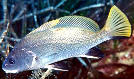 Sciaena umbra_08.jpg